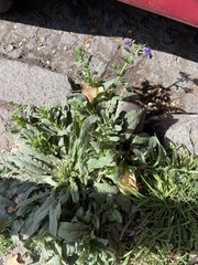 Echium plantagineum