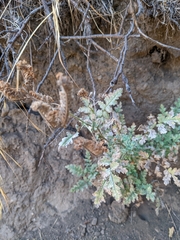 Phacelia