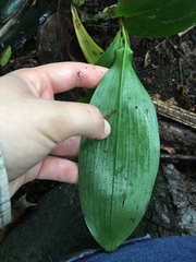 Convallaria