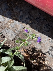 Echium plantagineum