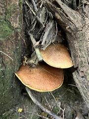 Suillus acidus