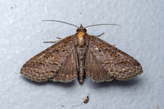 Lophoptera