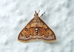 Pyraustinae