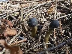 Tolypocladium capitatum