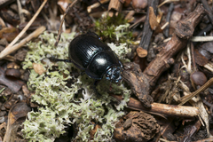 Anoplotrupes