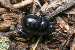 Anoplotrupes