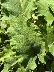 Rhamphospermum nigrum