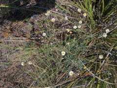 Erigeron divergens