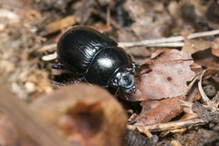 Anoplotrupes
