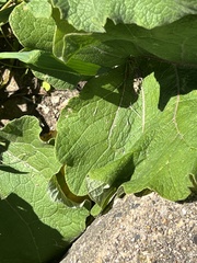 Rhamphospermum nigrum