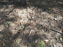 Tolypocladium capitatum