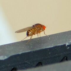 Drosophila immigrans