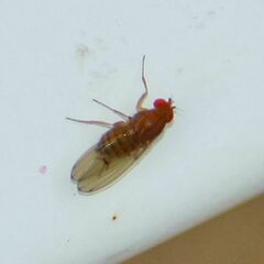 Drosophila immigrans