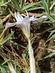 Moraea setifolia