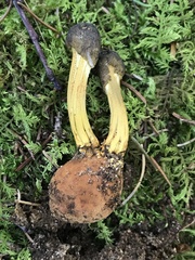 Tolypocladium capitatum