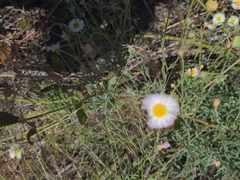 Erigeron divergens