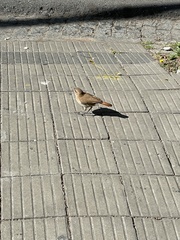 Furnarius rufus