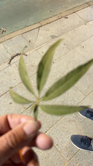 Vitex agnus-castus