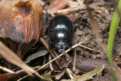 Anoplotrupes