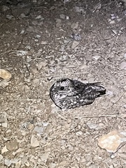 Phalaenoptilus nuttallii