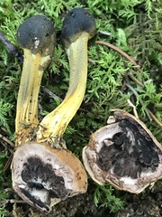 Tolypocladium capitatum