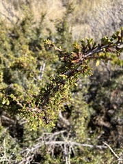 Purshia tridentata