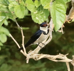 Hirundo albigularis