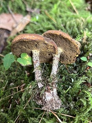Suillus acidus
