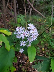 Symphyotrichum cordifolium