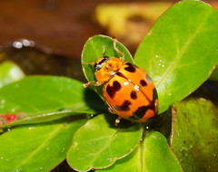 Harmonia octomaculata