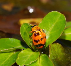 Harmonia octomaculata