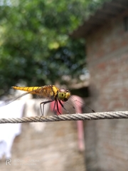 Aethriamanta brevipennis