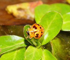 Harmonia octomaculata