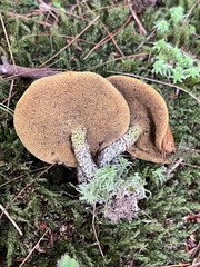Suillus acidus