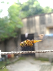 Aethriamanta brevipennis