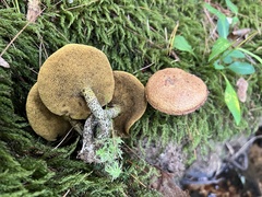 Suillus acidus