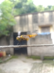 Aethriamanta brevipennis