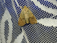 Agrochola laevis