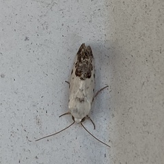 Ponometia phecolisca