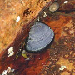 Mytilus edulis