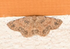 Stergamataea delicatum