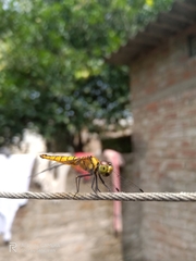 Aethriamanta brevipennis