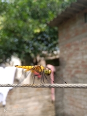 Aethriamanta brevipennis