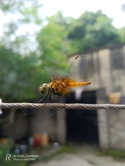 Aethriamanta brevipennis