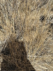 Gutierrezia sarothrae