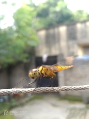 Aethriamanta brevipennis