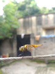 Aethriamanta brevipennis