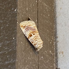 Diastema tigris