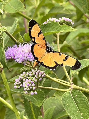 Heraclia zenkeri