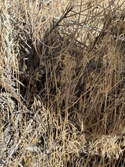 Gutierrezia sarothrae